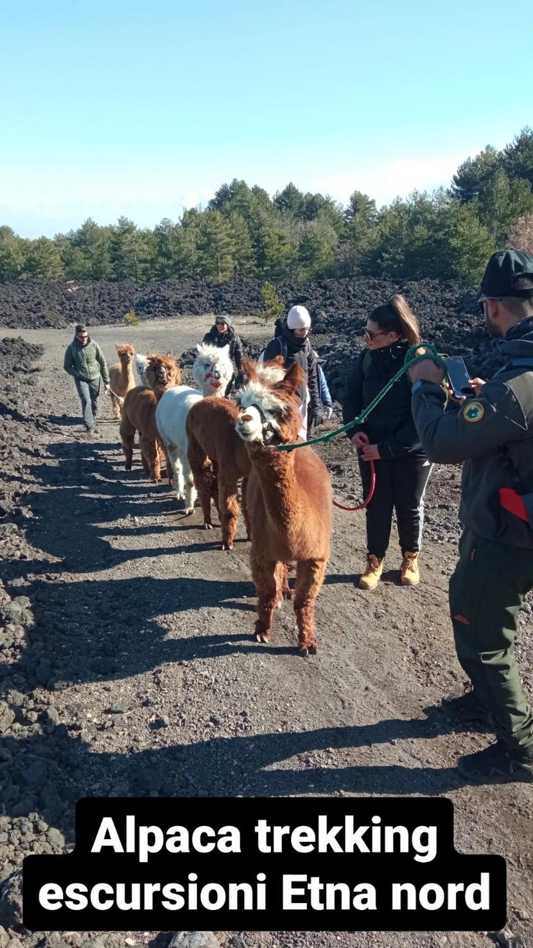 لينغواغلوسا Alpaca Etna Rooms Da Mariagiovanna المظهر الخارجي الصورة