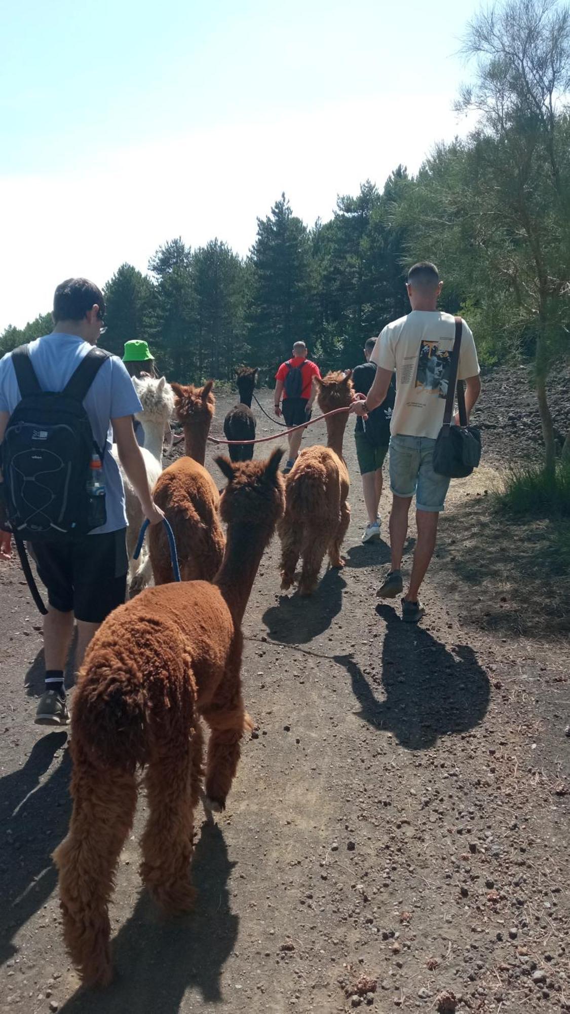 لينغواغلوسا Alpaca Etna Rooms Da Mariagiovanna المظهر الخارجي الصورة