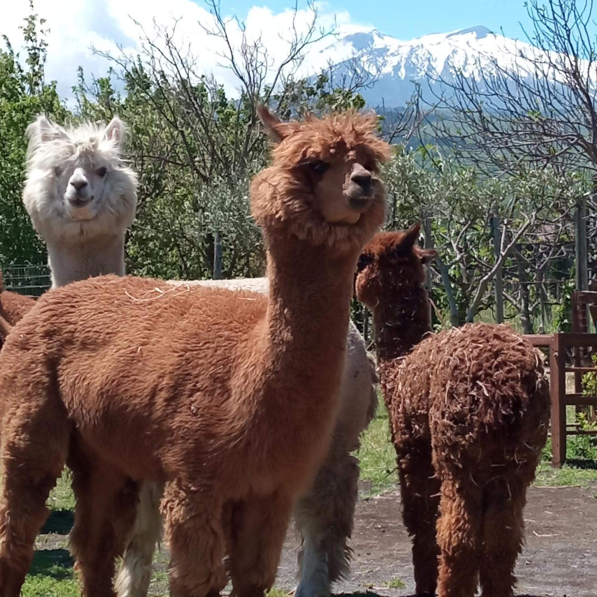 لينغواغلوسا Alpaca Etna Rooms Da Mariagiovanna المظهر الخارجي الصورة